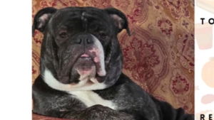 Lost Pet: Lilly