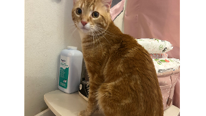 Lost Pet: Venti McIlvoy