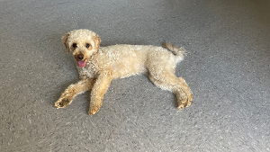 Lost Pet: Freya