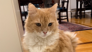 Lost Pet: Sloan