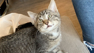 Lost Pet: Louis