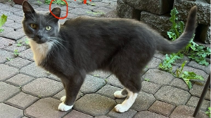 Lost Pet: Snickers