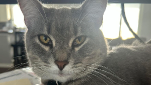 Lost Pet: Willow