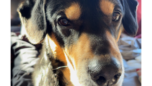 Lost Pet: Ranger