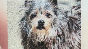 Lost Pet: Bella