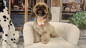 Lost Pet: Coco