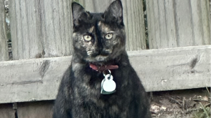 Lost Pet: Lewie