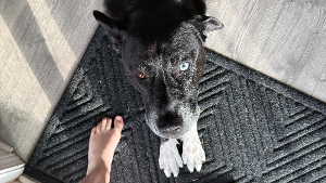 Lost Pet: Ranger