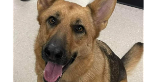 Lost Pet: Kyrie