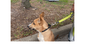 Lost Pet: Scooby
