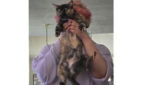 Lost Pet: Perry