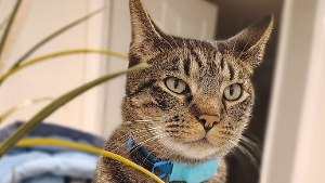 Lost Pet: Mojo