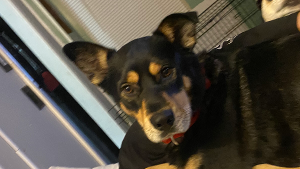 Lost Pet: Maddox