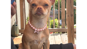 Lost Pet: ChiChi