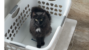 Lost Pet: Stormy