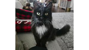 Lost Pet: Emerson