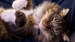 Lost Pet: Soxy
