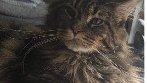 Lost Pet: Mooney