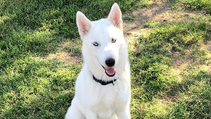 Lost Pet: Milo