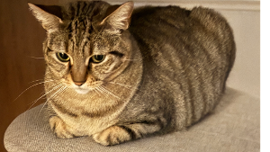 Lost Pet: Caper