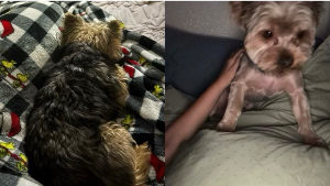 Lost Pet: Chikito