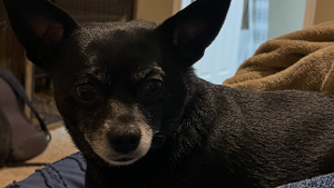 Lost Pet: Kami