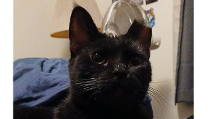 Lost Pet: Artemis