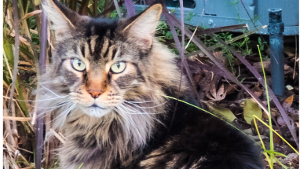Lost Pet: Tuco
