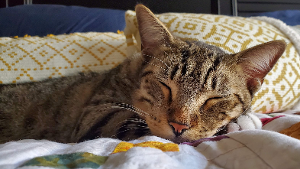 Lost Pet: Tut