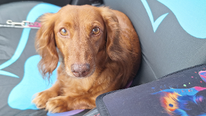 Lost Pet: Millie