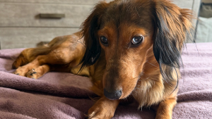 Lost Pet: Cooper