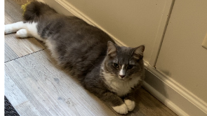 Lost Pet: Chase