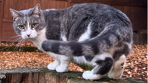 Lost Pet: Oliver