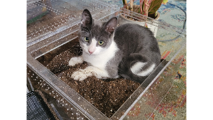 Lost Pet: Gatito