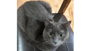 Lost Pet: Fluffy
