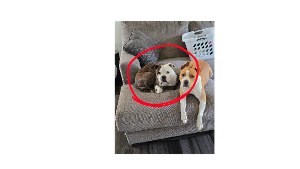 Lost Pet: Luna Picard