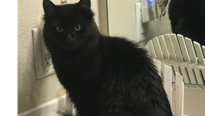 Lost Pet: Lara Croft