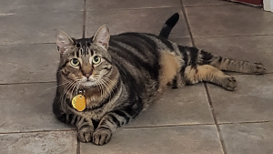 Lost Pet: Moko