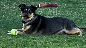 Lost Pet: Tootsie