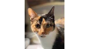 Lost Pet: Callie
