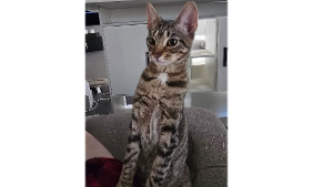 Lost Pet: Lucy