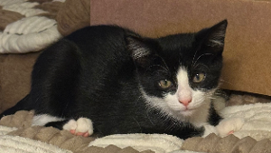 Lost Pet: Oreo