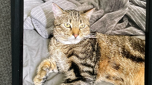 Lost Pet: Mclovin