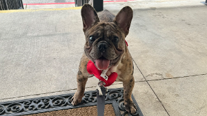 Lost Pet: Bruno