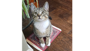 Lost Pet: Norman