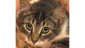 Lost Pet: Puc