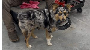 Lost Pet: Rocco