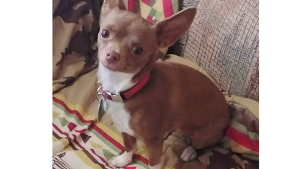 Lost Pet: Sapphire