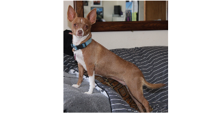Lost Pet: Amber