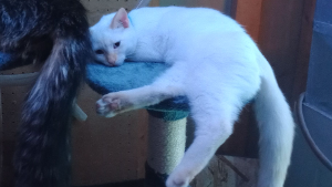 Lost Pet: Luna
